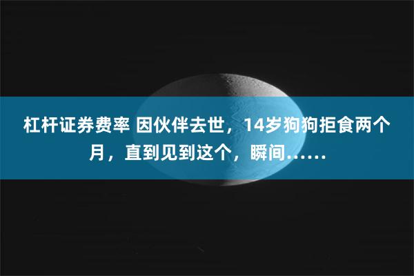 杠杆证券费率 因伙伴去世，14岁狗狗拒食两个月，直到见到这个，瞬间……